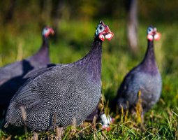 Œufs fécondés de pintade grise