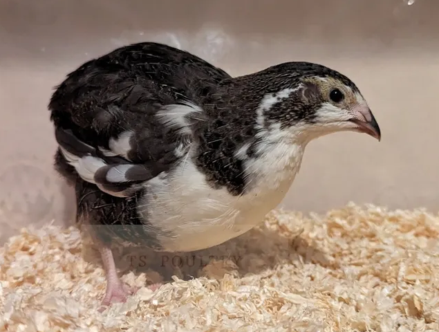 Caille du Japon couleur mix (argenté, caillouté, bleu...)