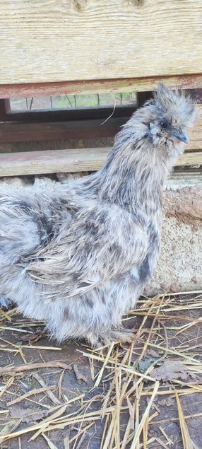 (LVDC) Mélange Couleurs Poule de Soie (5+1 gratuit)