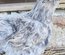(LVDC) Mélange Couleurs Poule de Soie (5+1 gratuit)