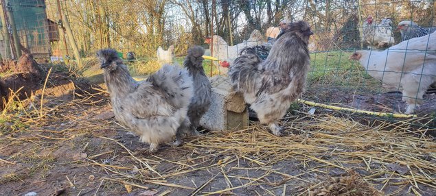 (LVDC) Mélange Couleurs Poule de Soie (5+1 gratuit)