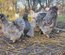 (LVDC) Mélange Couleurs Poule de Soie (5+1 gratuit)