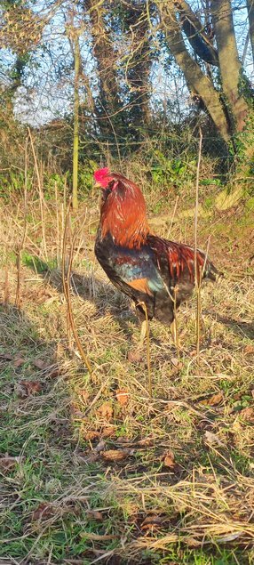 (LVDC) Araucana Saumonée doré