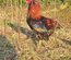 (LVDC) Araucana Saumonée doré