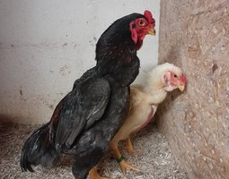 Oeuf fécondé  de Yamato