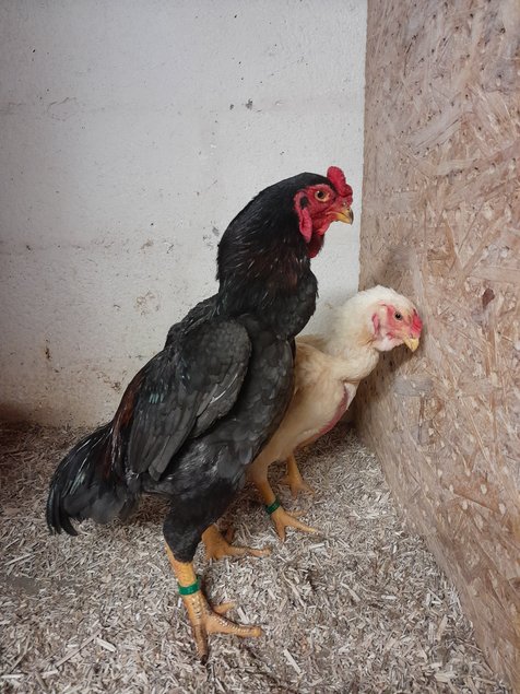 Oeuf fécondé  de Yamato