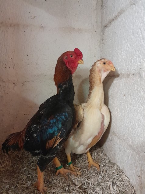 Oeuf fécondé  de Yamato