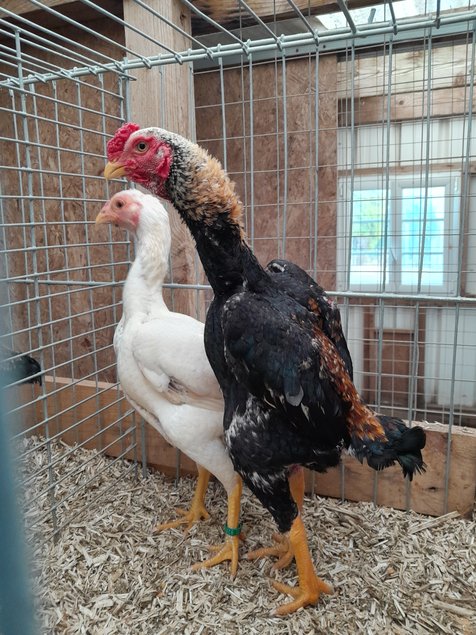 Oeuf fécondé de  ko shamo