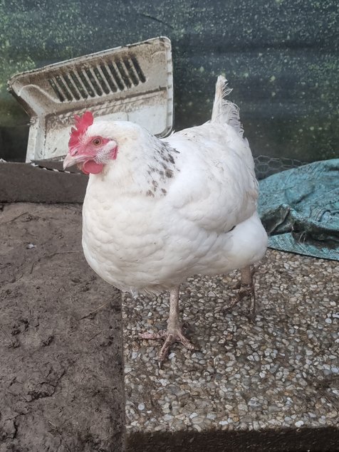 Oeuf de poule croiser coloré