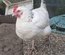 Oeuf de poule croiser coloré