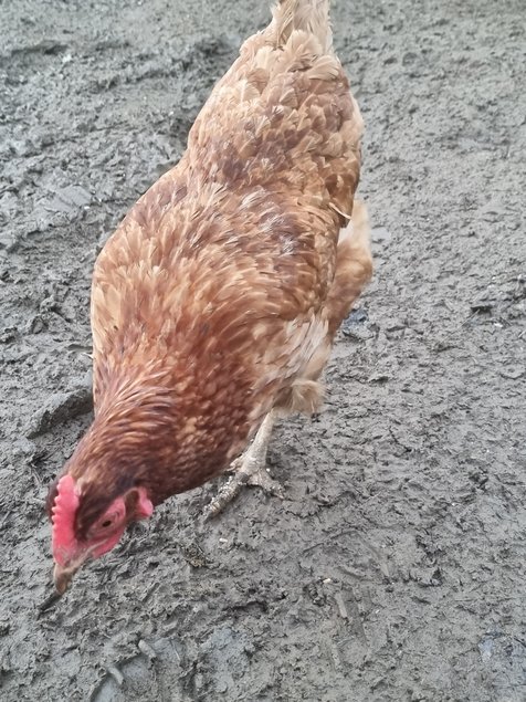 Oeuf de poule croiser coloré