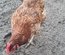 Oeuf de poule croiser coloré
