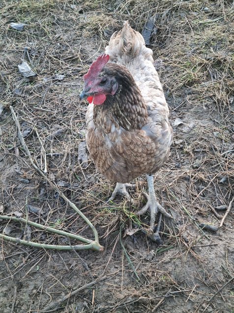 Oeuf de poule croiser coloré