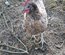 Oeuf de poule croiser coloré