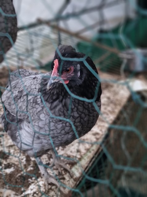 Oeuf de poule croiser coloré