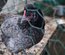Oeuf de poule croiser coloré