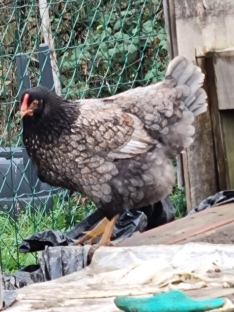 Oeuf de poule croiser coloré