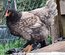 Oeuf de poule croiser coloré