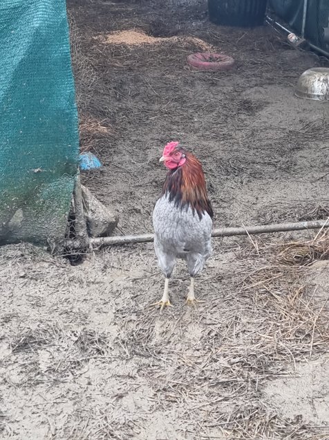 Oeuf de poule croiser coloré