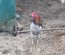 Oeuf de poule croiser coloré