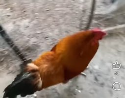 Oeuf de poule croiser coloré