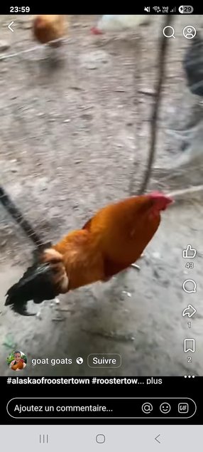 Oeuf de poule croiser coloré