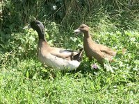 Canards kaki Campbell
