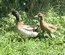 Canards kaki Campbell