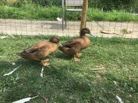 Canards kaki Campbell