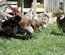 oeufs fécondés à faire couver de poules limousine et coqs de peche limousin (envoi rapide)