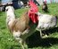 oeufs fécondés à faire couver de poules limousine et coqs de peche limousin (envoi rapide)