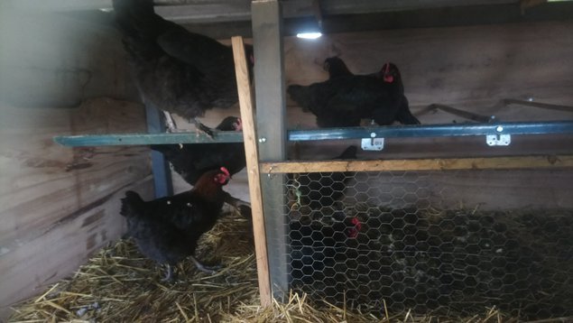 (LVDC) Lot d'Œufs de Marans NCC/BCC/BSCC (5+1 gratuit)