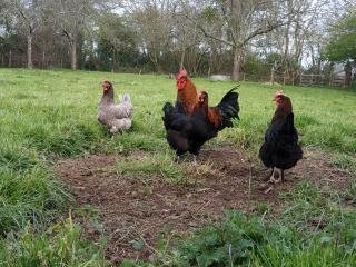 (LVDC) Lot d'Œufs de Marans NCC/BCC/BSCC (5+1 gratuit)