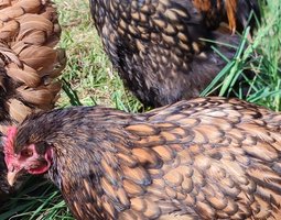 Oeufs fécondés orpington fauve à liseré noir (anciennement ODAL)