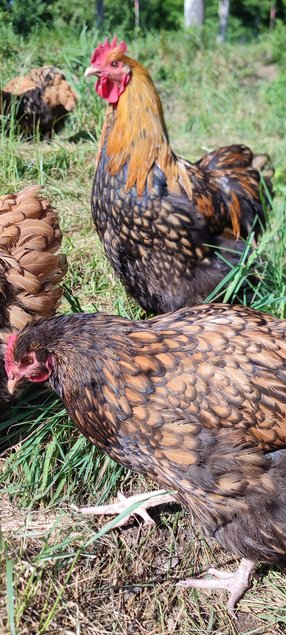 Oeufs fécondés orpington fauve à liseré noir (anciennement ODAL)