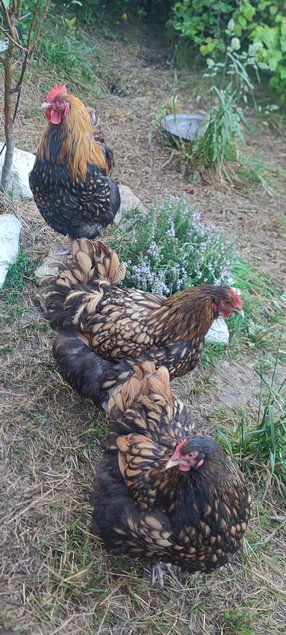 Oeufs fécondés orpington fauve à liseré noir (anciennement ODAL)