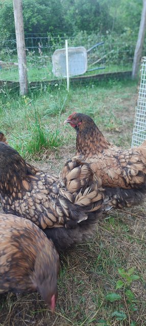 Oeufs fécondés orpington fauve à liseré noir (anciennement ODAL)