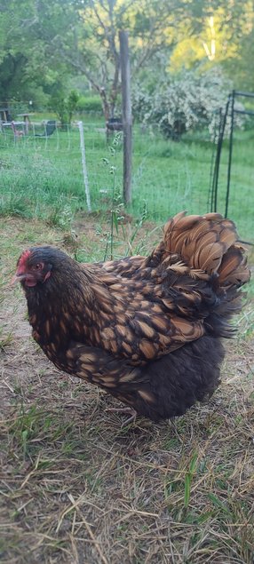 Oeufs fécondés orpington fauve à liseré noir (anciennement ODAL)