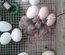 oeufs fécondés à faire couver de poules limousine et coqs de peche limousin (envoi rapide)