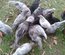 oeufs fécondés à faire couver de poules limousine et coqs de peche limousin (envoi rapide)
