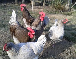 oeufs fécondés à faire couver de poules limousine et coqs de peche limousin (envoi rapide)