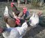 oeufs fécondés à faire couver de poules limousine et coqs de peche limousin (envoi rapide)