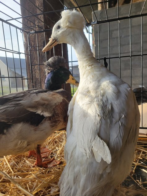 Canard Pompon