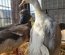 Canard Pompon