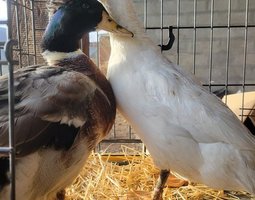 Canard Pompon