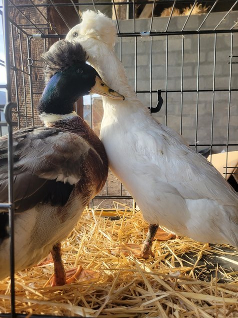 Canard Pompon