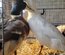 Canard Pompon