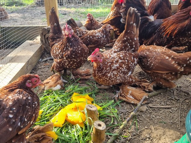 Oeufs Sabelpoot rouge caillouté blanc
