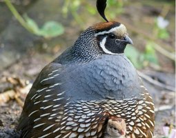 🐣 Colin de Californie -> Oeufs fécondés