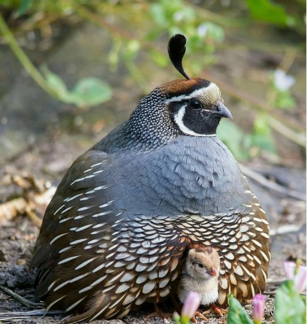 🐣 Colin de Californie -> Oeufs fécondés